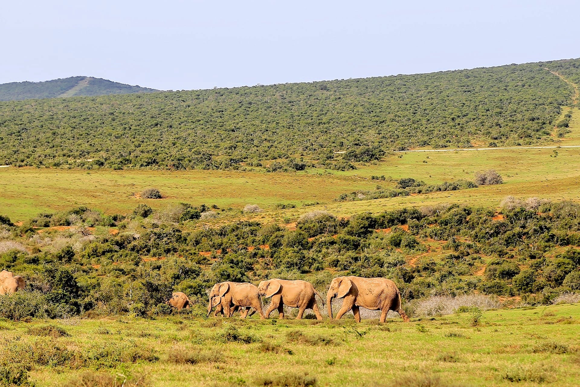 Addo Elephant National Park: Worth the Visit? - AwayGoWe Travel Blog