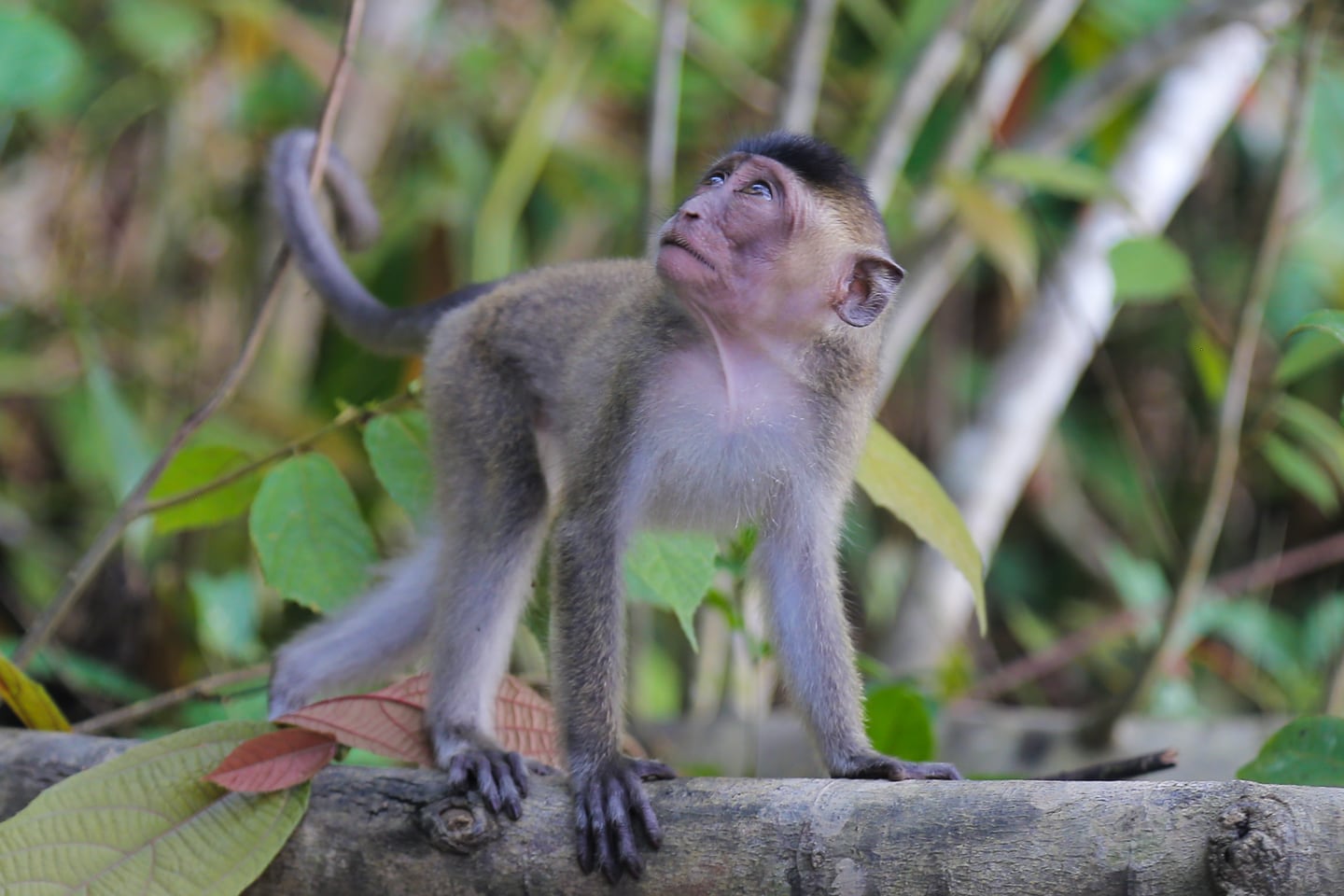 Malaysia Sabah Kinabatangan (Borneo)