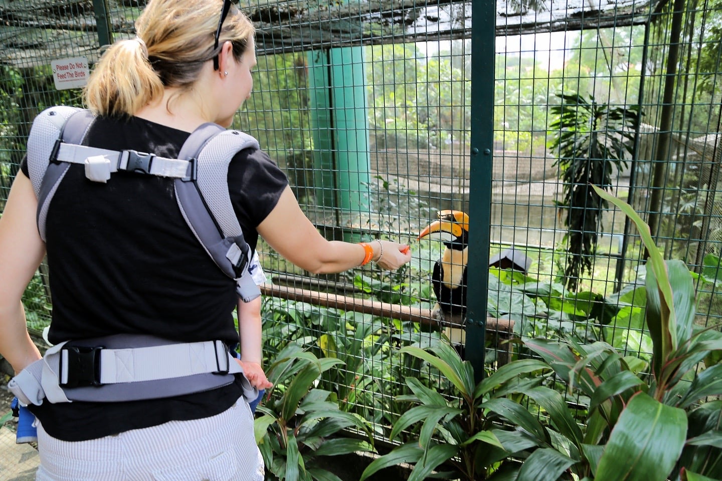 feeding a Great Hornbill at KL Bird Park