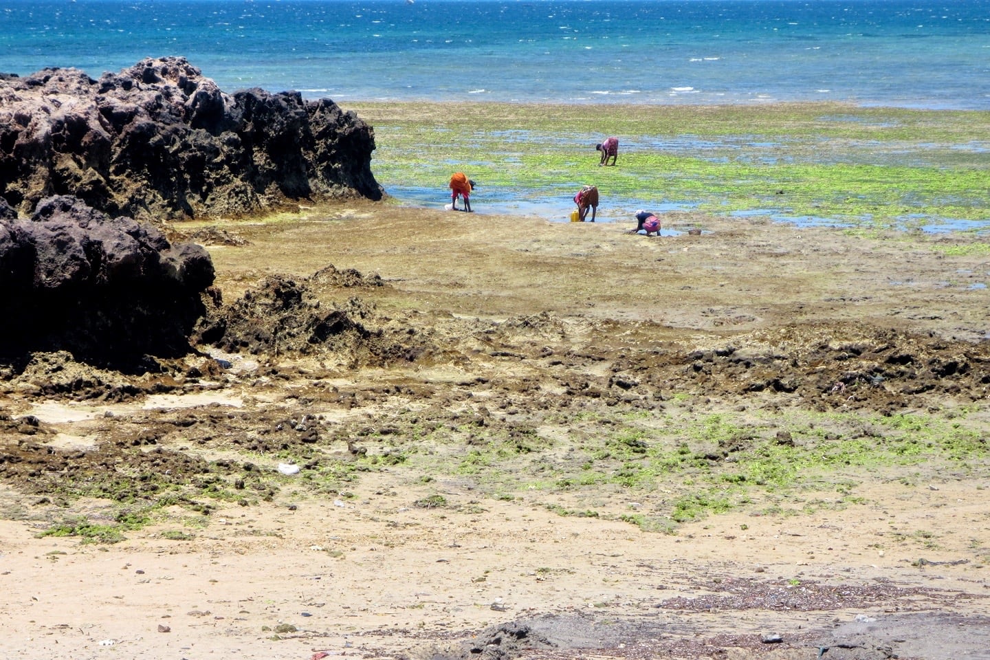 Mozambique Island seaweed harvesting