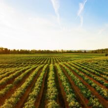 vineyard under sunny skies