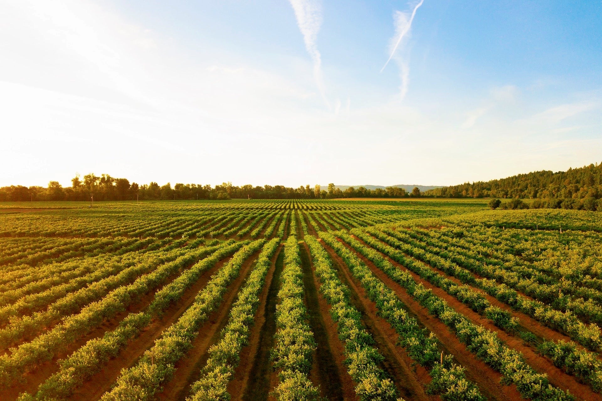 vineyard under sunny skies