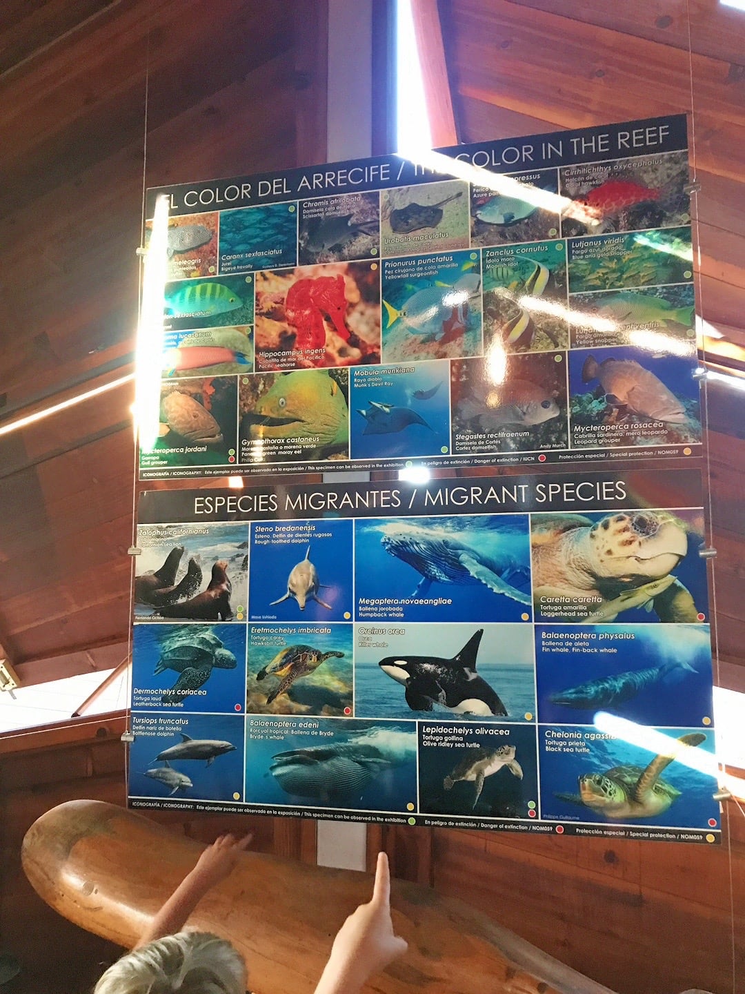 visitor center display with marine life