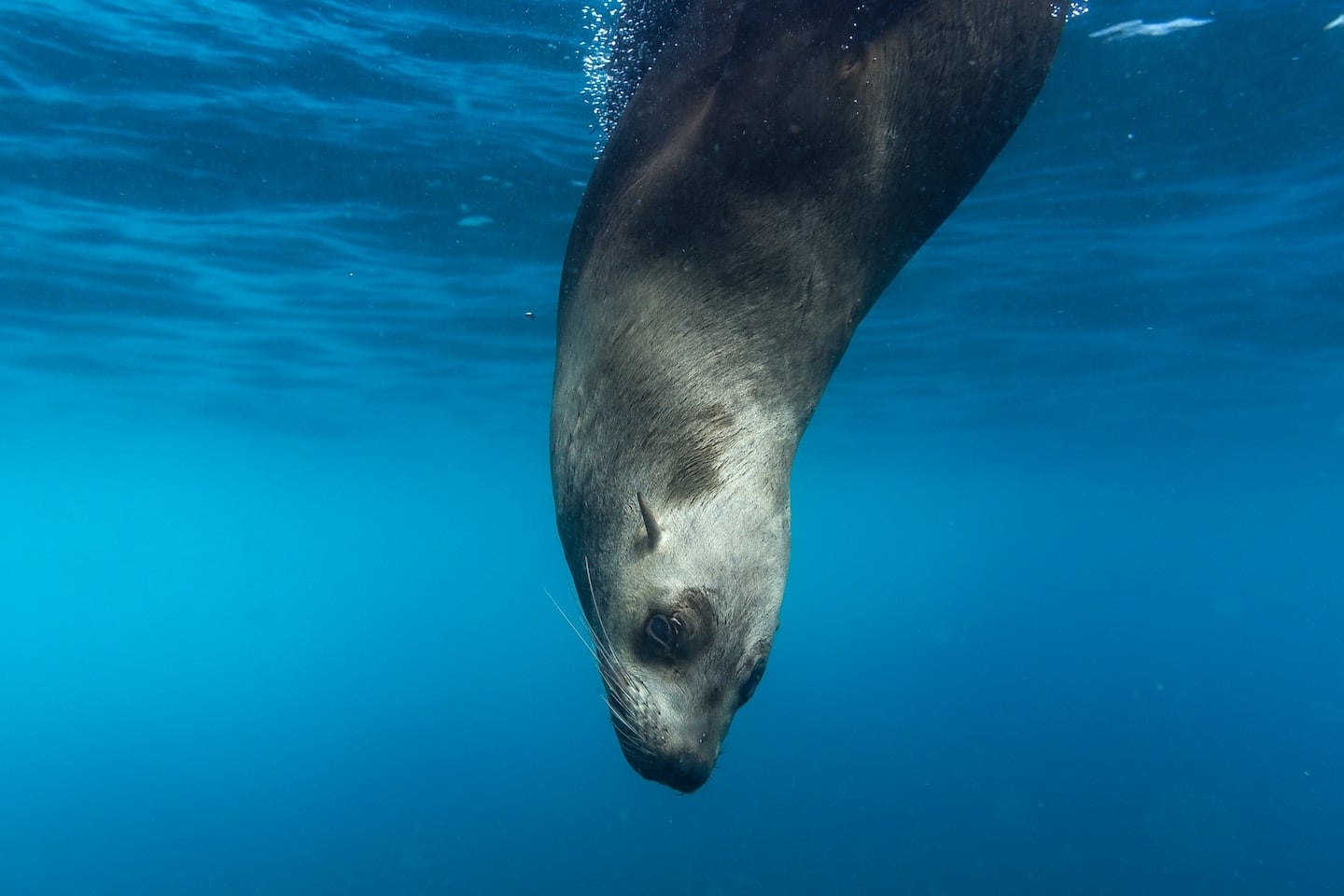 sea lion diving under water