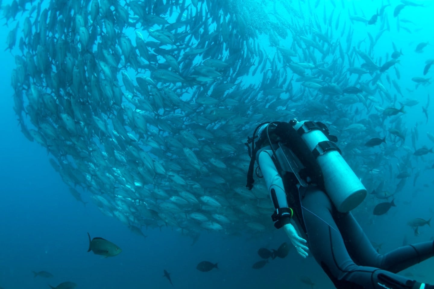 diver and swirling school of fish