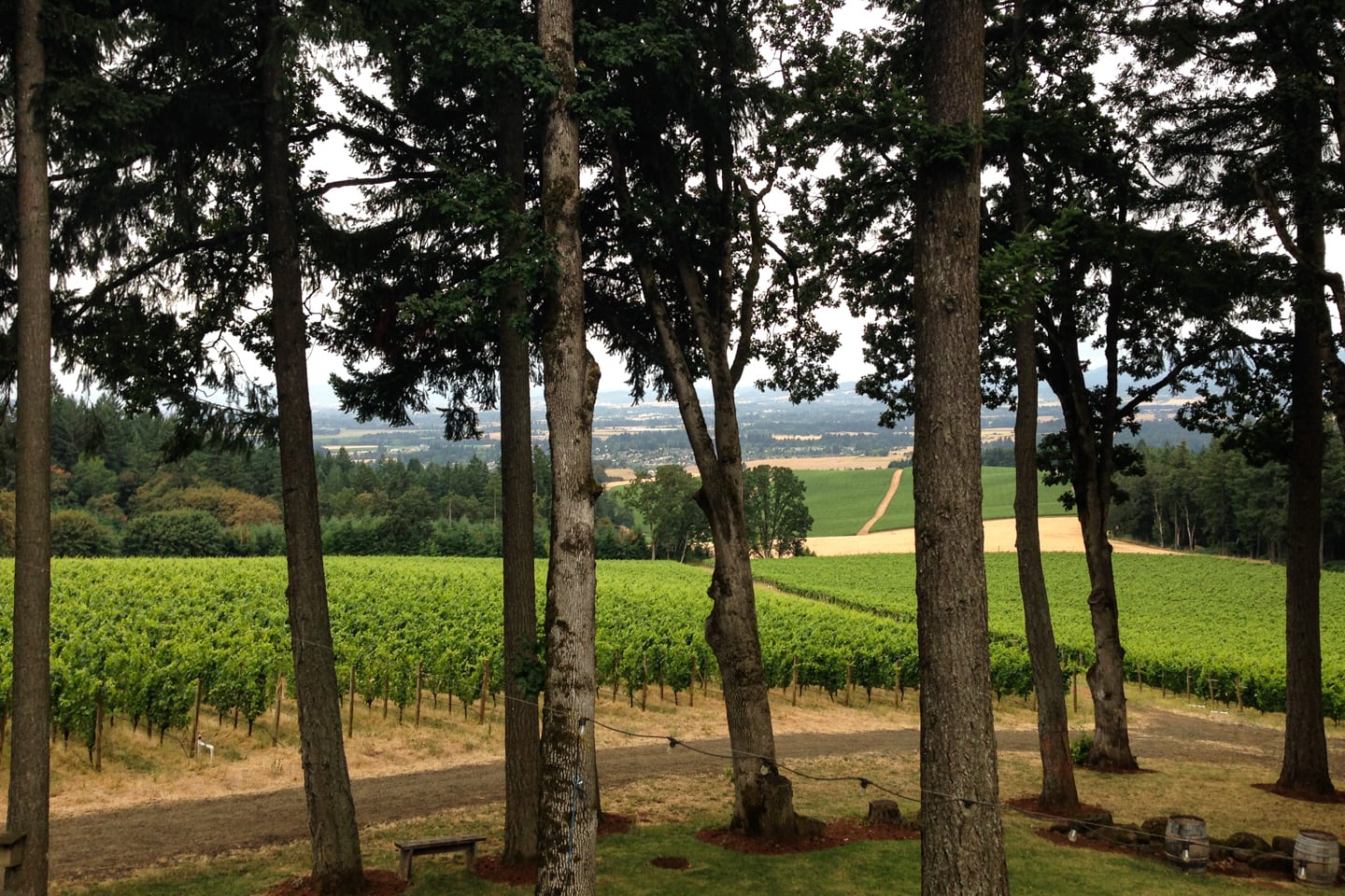 Willamette Valley wine tours in Oregon