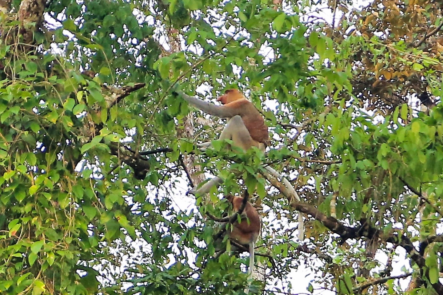 proboscis monkey on Kinabatangan river tour