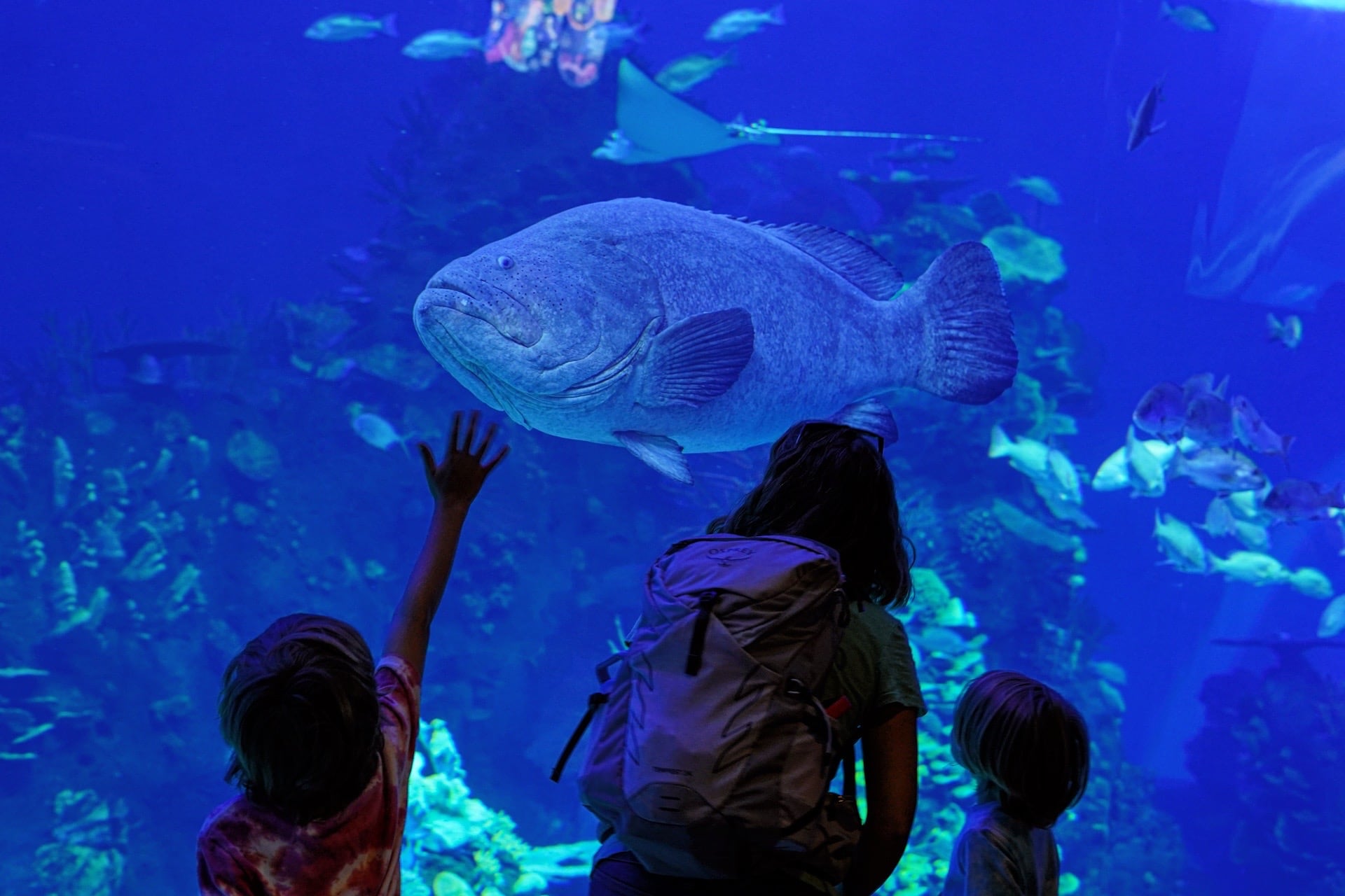 Mazatlan Aquarium Gran Acuario